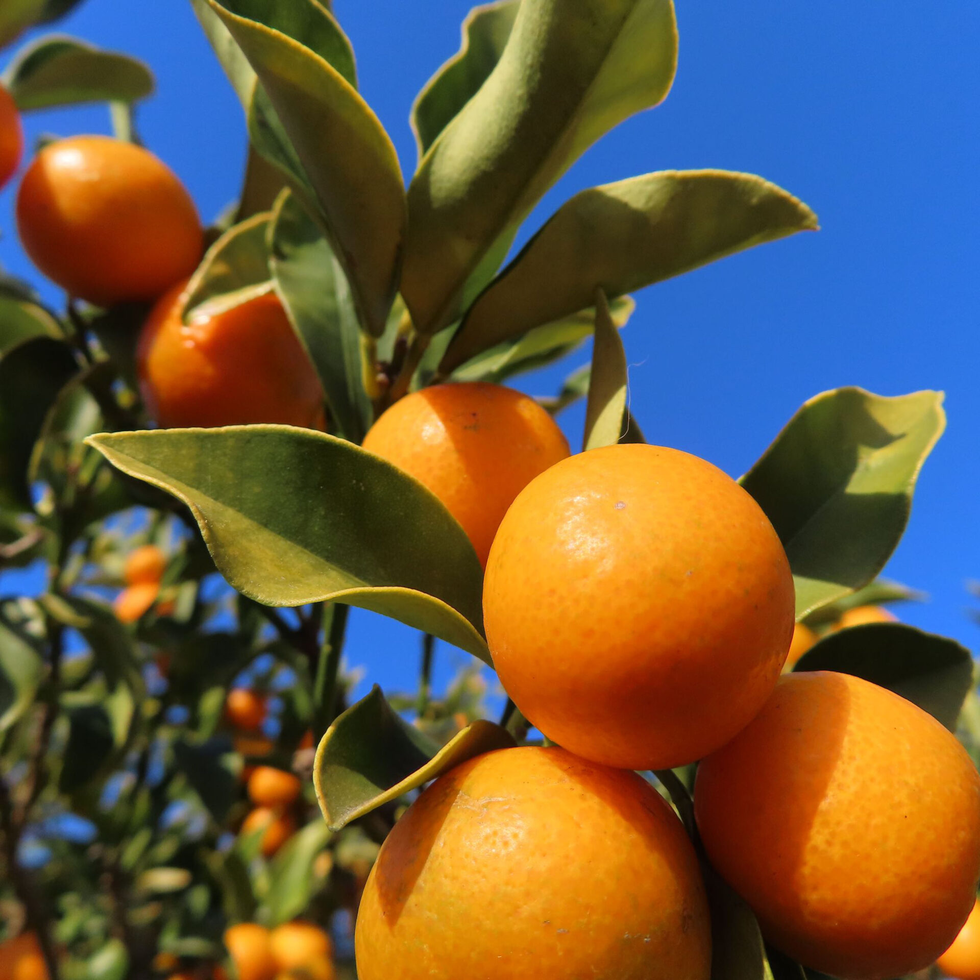 キンカンが黄色い実をつけています