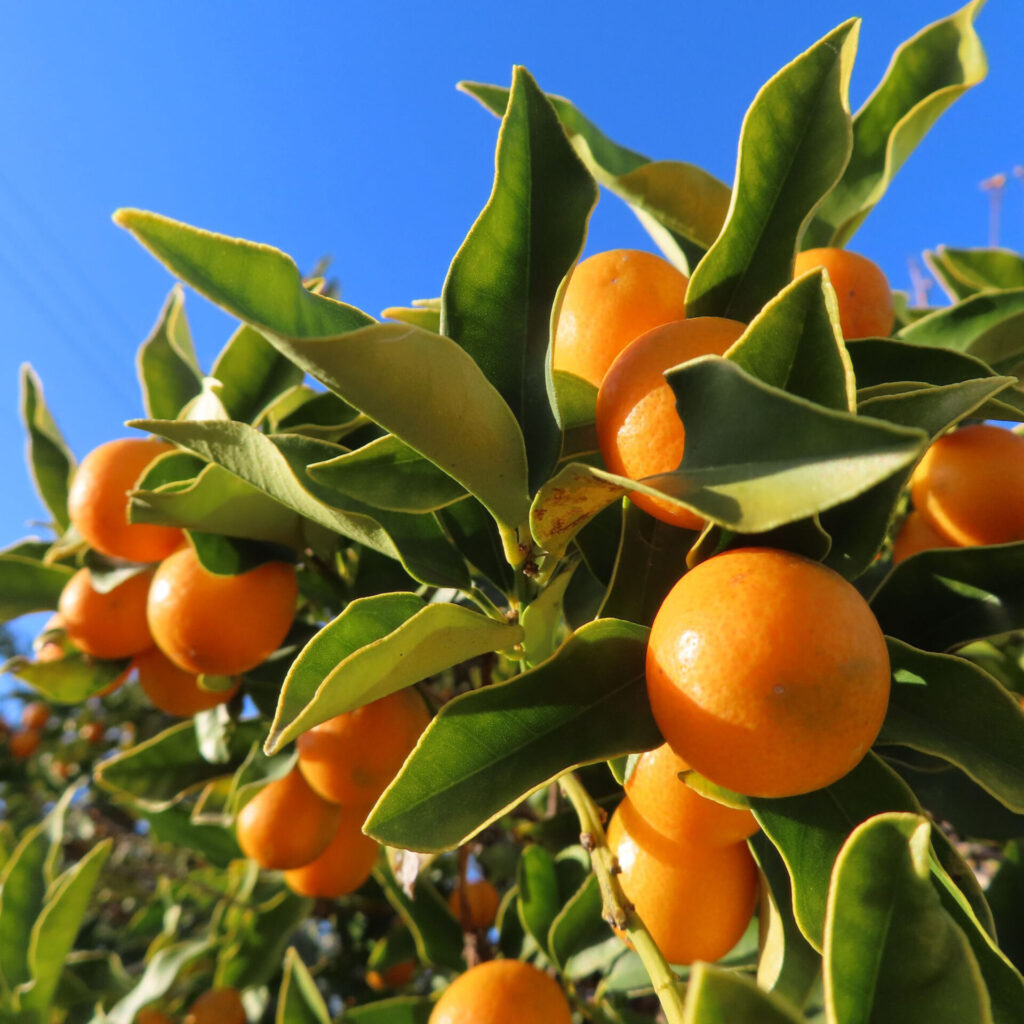 秋の青空を背景に枝いっぱいに実ったキンカンの果実を見上げる構図で撮影した写真。鮮やかな橙色の丸い実と厚みのある濃緑の葉が日差しを受けて立体的に写っている。