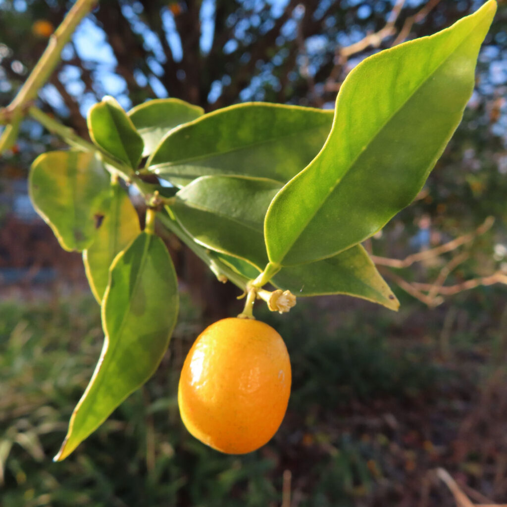 秋の柔らかな日差しの中、枝先に一粒だけ実ったキンカンの果実をクローズアップで捉えた写真。楕円形の橙色の実と艶のある緑の葉、背景に自然のボケが広がる構図。
