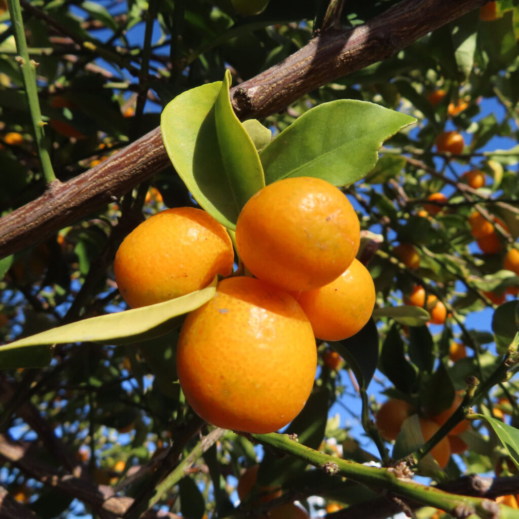 秋の青空の下、枝にまとまって実るキンカンの果実を間近で撮影した写真。丸みのある鮮やかな橙色の実と、厚みのある緑の葉、木肌の枝が自然光で立体的に表現されている。