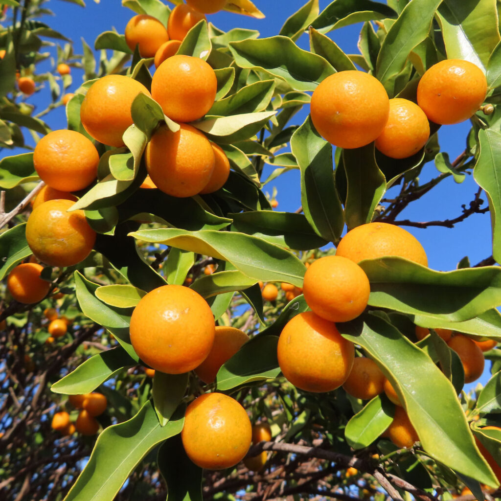 秋の青空を背景に、枝いっぱいに実ったキンカンの果実を見上げる構図で撮影した写真。丸く艶のある橙色の実と、肉厚で波打つ緑の葉が自然光を受けて鮮明に写っている。