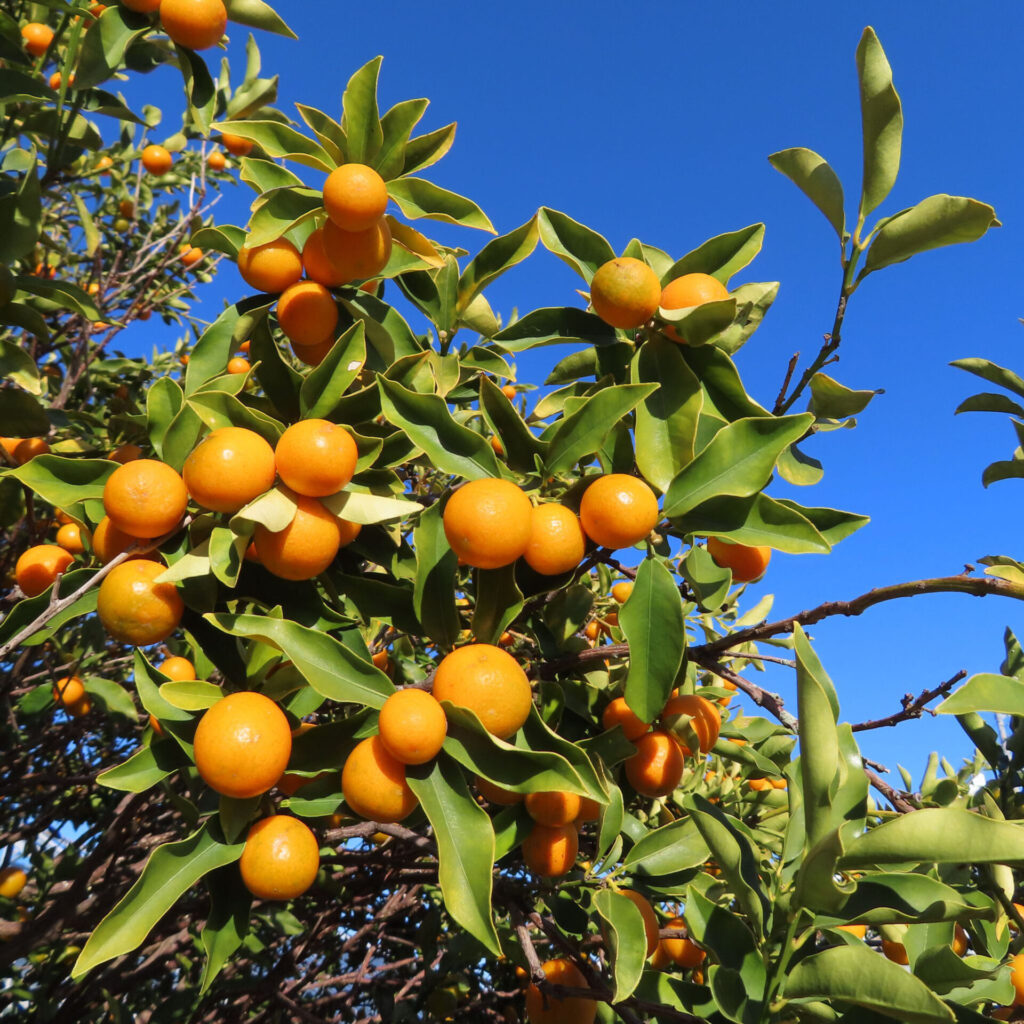 秋の澄んだ青空を背景に、枝一面に実ったキンカンの果実を見上げる構図で撮影した写真。鮮やかな橙色の丸い実と、厚みがあり波打つ緑の葉が自然光を受けて立体的に写っている。