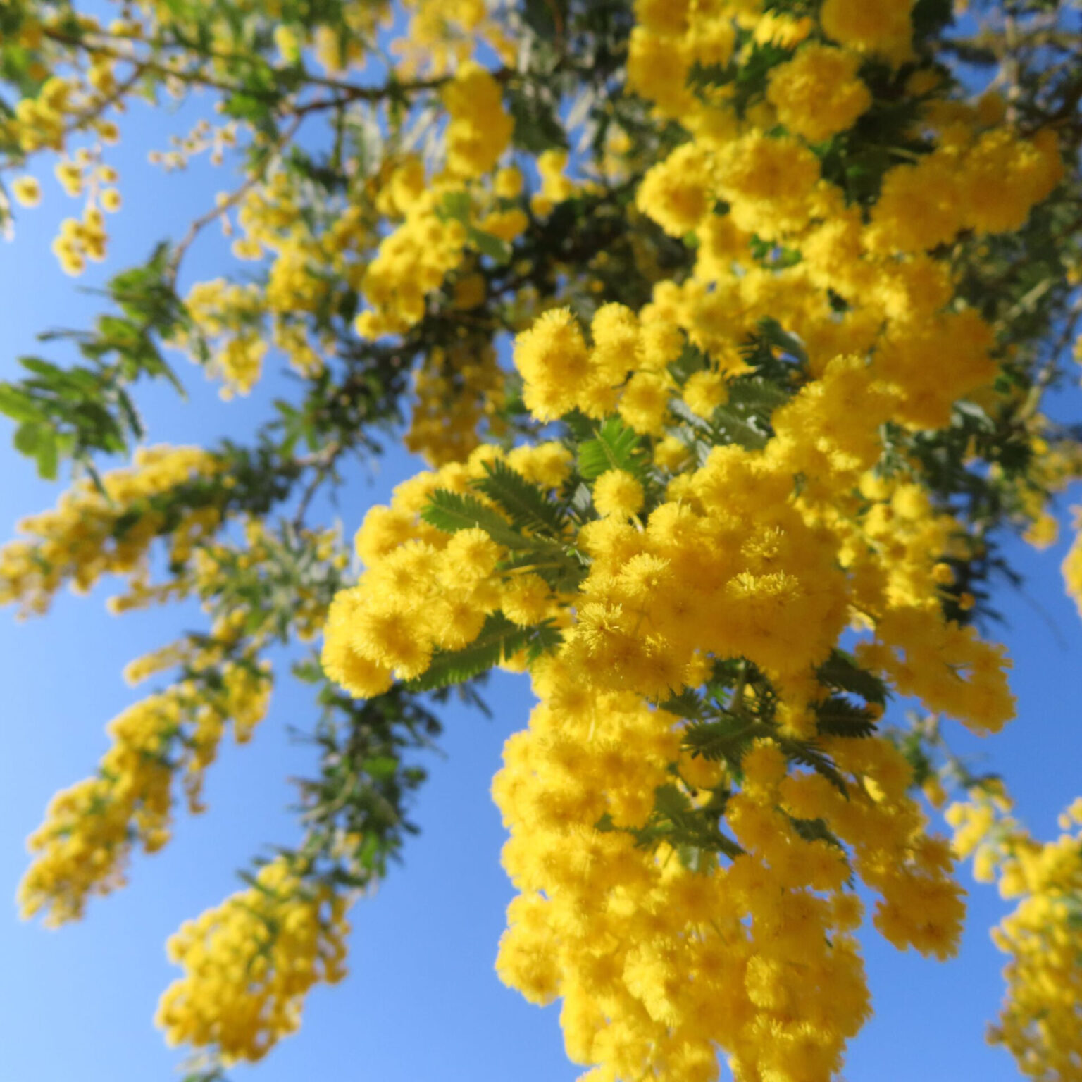 ミモザが黄色い花を咲かせています