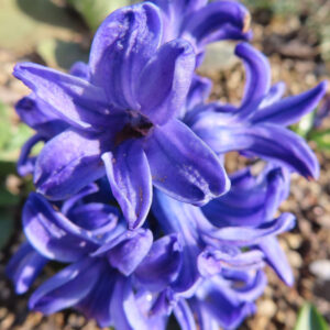 ヒヤシンスの青紫色の花を真上から撮影した接写写真