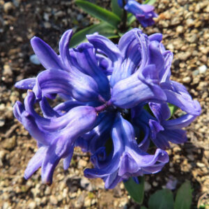 地面に咲くヒヤシンスの花全体を上から見た写真