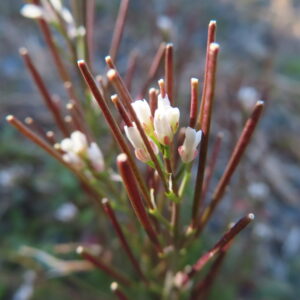 白いタネツケバナの花と細い茎が交差する自然のクローズアップ