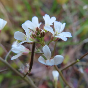 複数のタネツケバナの花が咲いている様子を接写した写真