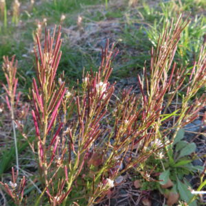 日差しを浴びたタネツケバナの群生と開花の様子