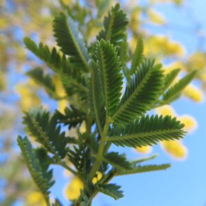 ミモザの複葉とぼかし背景の花々