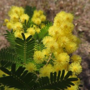 緑の葉と黄色いミモザの花のコントラスト
