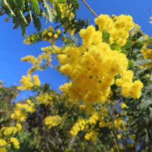 空中に広がるミモザの花の房