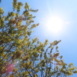 春の太陽を浴びる満開のミモザの枝先