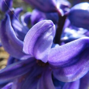 ヒヤシンスの光沢ある青紫色の花びらを接写で撮影