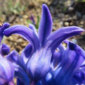 花弁が放射状に伸びるヒヤシンスの開花部分のクローズアップ
