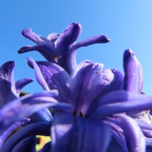 青空を背景に咲くヒヤシンスの花を下から撮影した写真
