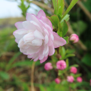ふんわりと咲いたニワザクラの花を正面から撮影（ぼかし背景）