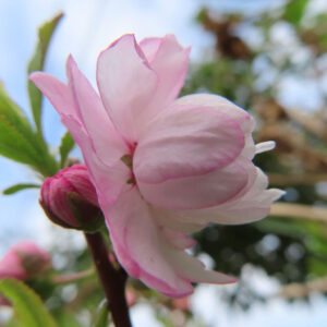 ニワザクラの花を斜め上から撮影した様子（花弁の重なりが美しい）