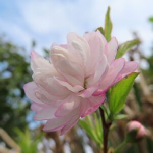 横から見たニワザクラの花（やわらかな花びらと濃いピンクの縁取り）