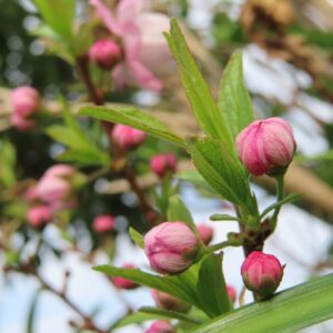 葉の間から見えるニワザクラの花（ピンクと白のグラデーション）