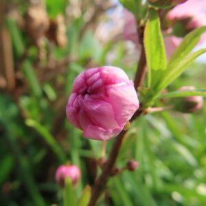 ニワザクラの枝に並ぶピンク色のつぼみ（縦構図・背景に木）
