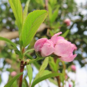 地面近くで咲くニワザクラの小さな株と多数のつぼみ（全体像）