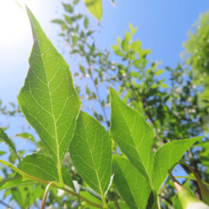 エゴノキの緑の葉を透かして太陽が差し込む様子（葉脈が美しい）