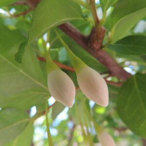 エゴノキの蕾が枝にぶら下がる様子（開花前の白いつぼみ）