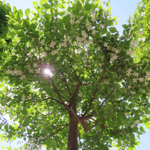 エゴノキの樹形と満開の花を見上げた構図（逆光と太陽の光）