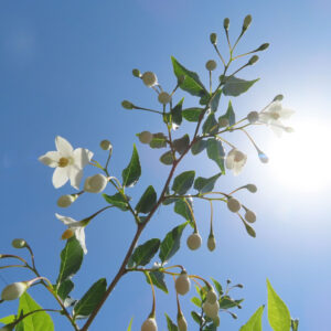 青空に向かって枝を伸ばすエゴノキと白い花・蕾（逆光シルエット）