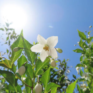 エゴノキの白い花と蕾が太陽の光に照らされて咲いている様子