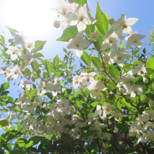 エゴノキの白い花が枝一面に咲き誇る様子（初夏の満開風景）