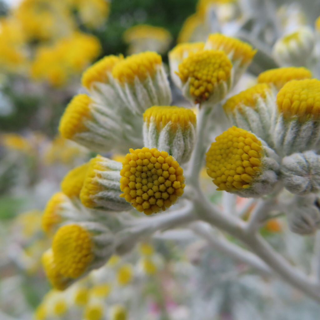 シロタエギクの花が半開きになった様子(黄色い花弁が現れ始める)