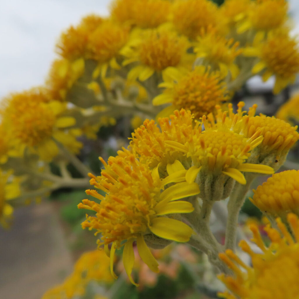 満開に近いシロタエギクの花が整然と並んで咲いている写真
