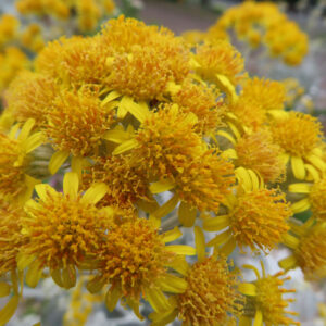鮮やかな黄色の花が満開になったシロタエギク（細い花弁が特徴）