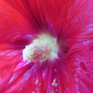 タチアオイの花の中央に花粉が集まる、細部まで写した接写写真