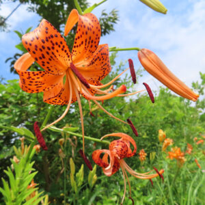 オニユリの花が咲き誇る夏の野原｜斑点模様のオレンジ色の花が美しい