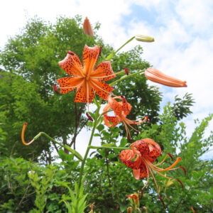 青空の下に咲くオニユリの全体像｜自然の中で映える夏のユリの花