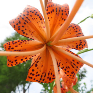 オニユリの花を真下から見上げた接写写真｜反り返る花びらと斑点模様
