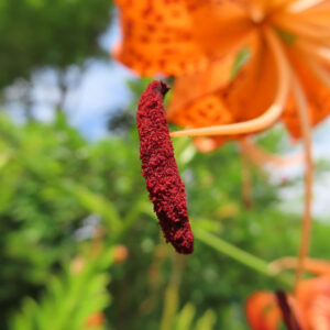 オニユリの赤褐色の雄しべの拡大写真｜花粉がたっぷり付いた接写
