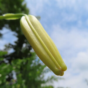 開花直前のオニユリのつぼみ｜淡い黄緑色の先端が閉じた状態