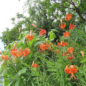 木々の前に群生するオニユリの花々｜夏の自然風景を彩るユリの花