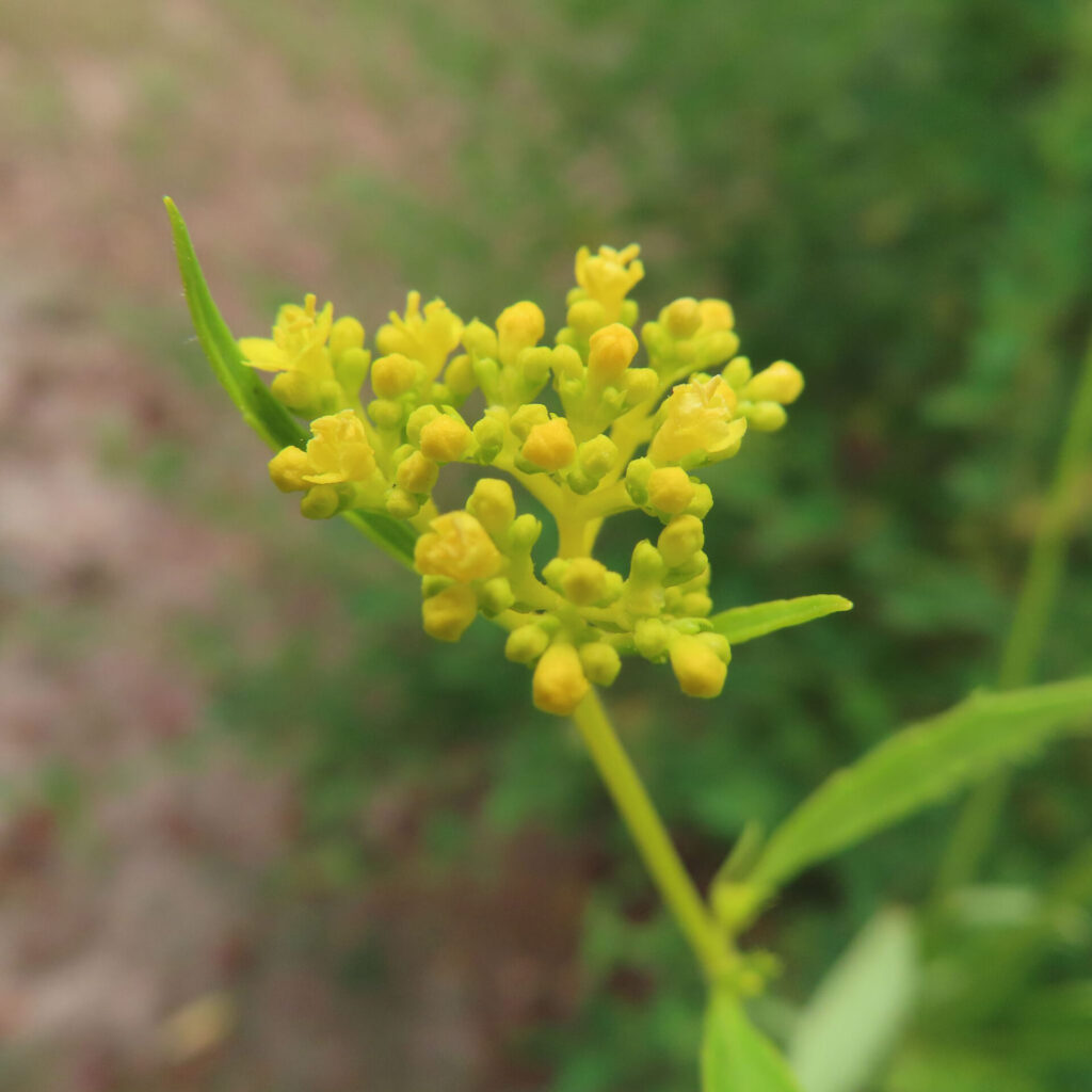 オミナエシの黄色い蕾と花を接写した無料写真｜夏に咲く日本の野草