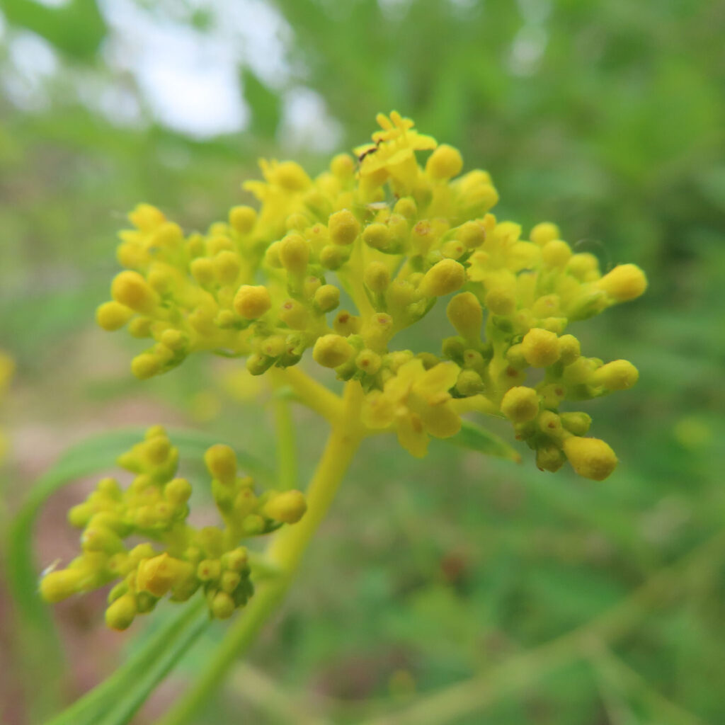 オミナエシの黄色い花房を接写した高画質無料写真｜夏に咲く日本の野草