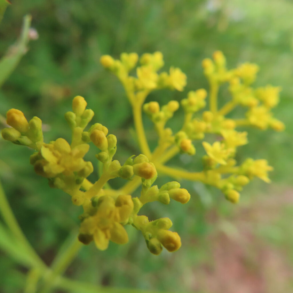 オミナエシの黄色い小花が咲き始めた房を接写した無料写真｜夏に咲く日本の野草