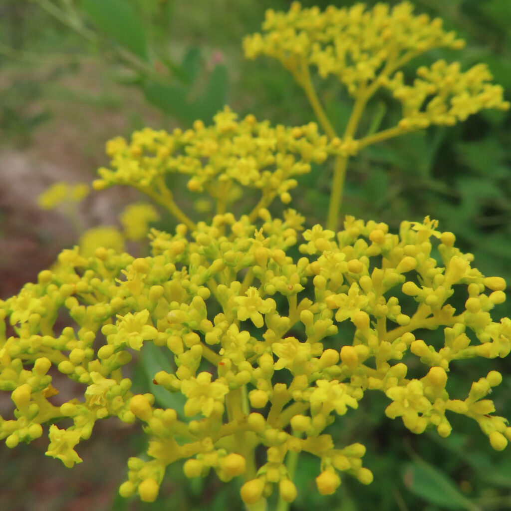 オミナエシの黄色い小花が密集して咲く房を接写した無料写真｜夏の野草