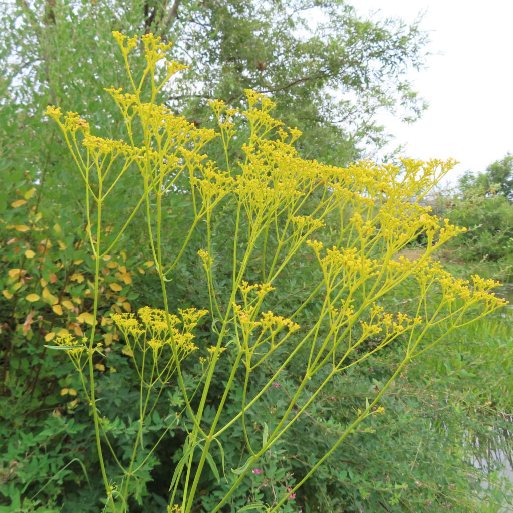 川辺に群生するオミナエシの黄色い花房を全体的に捉えた無料写真｜夏の野草
