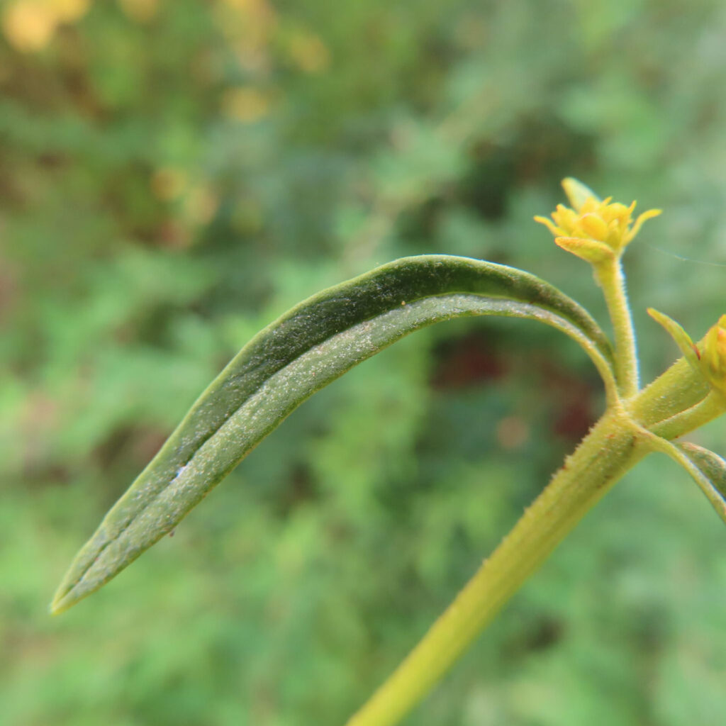 オミナエシの細長い葉と小さな黄色い花を接写した無料写真｜夏の野草
