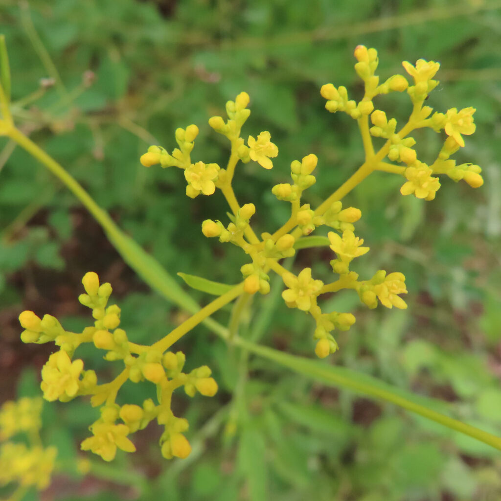 オミナエシの黄色い小花が房状に咲く茎先を接写した無料写真｜夏の野草