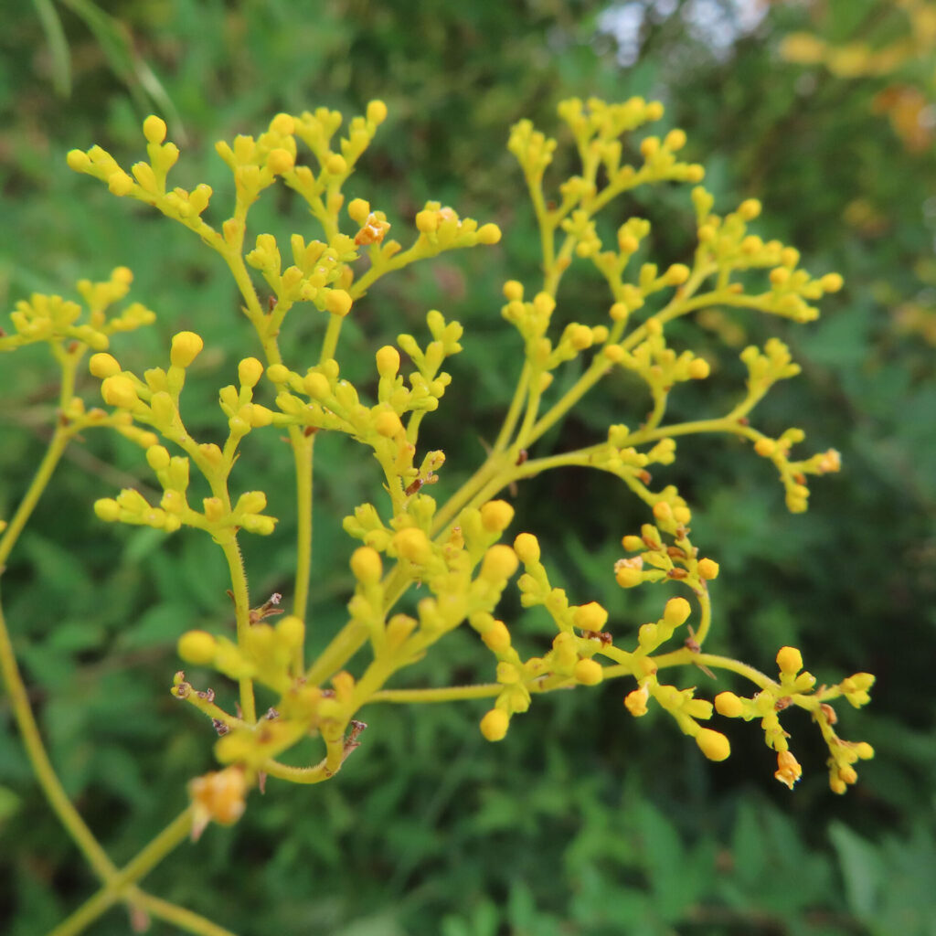 オミナエシの黄色い蕾と咲き始めの小花を接写した無料写真｜夏の野草