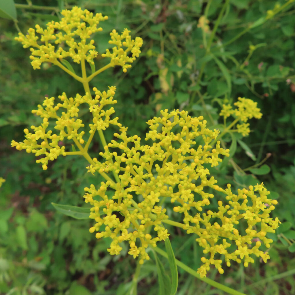 オミナエシの黄色い小花が密集して咲く房を接写した無料写真｜夏の野草